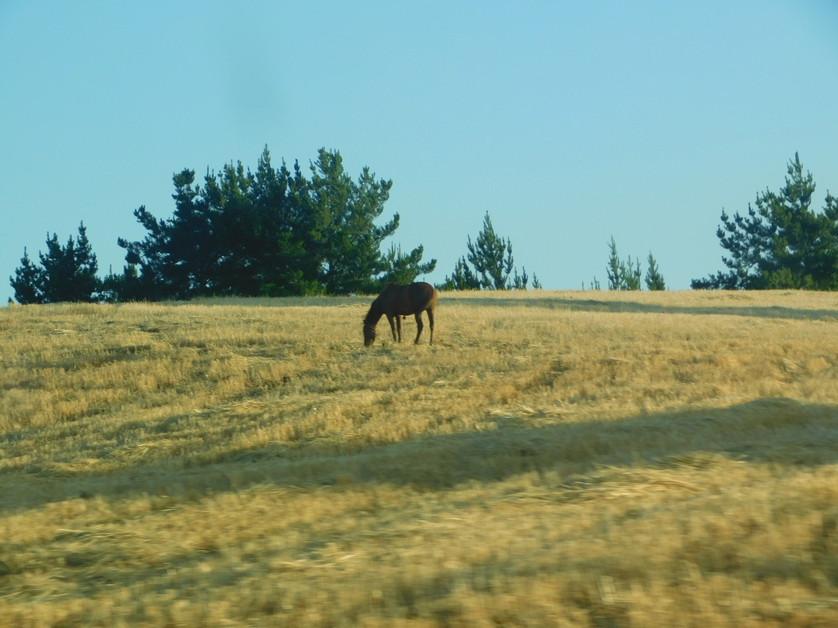 Caballo alimentndose de lo bueno