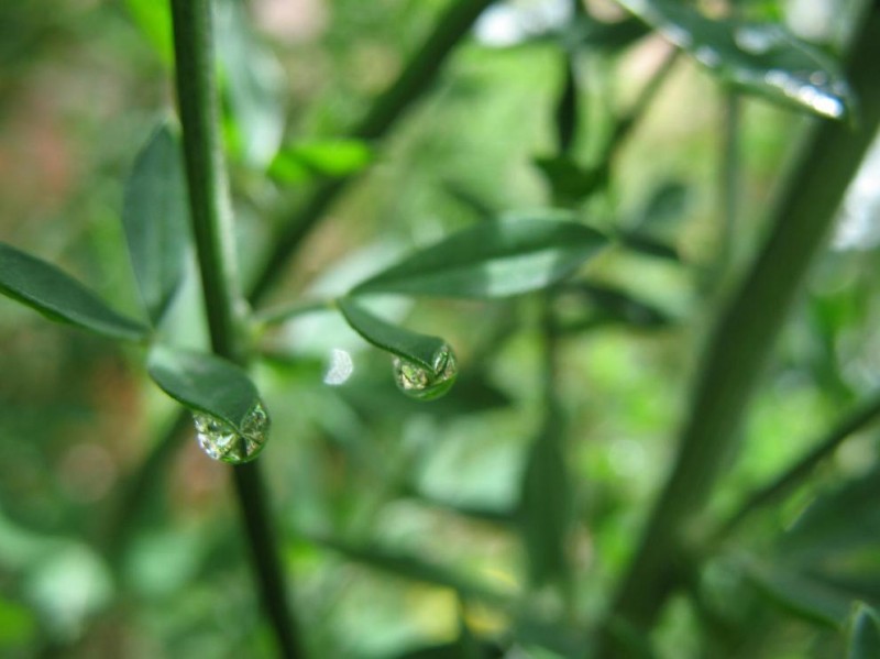 hoja con gotas