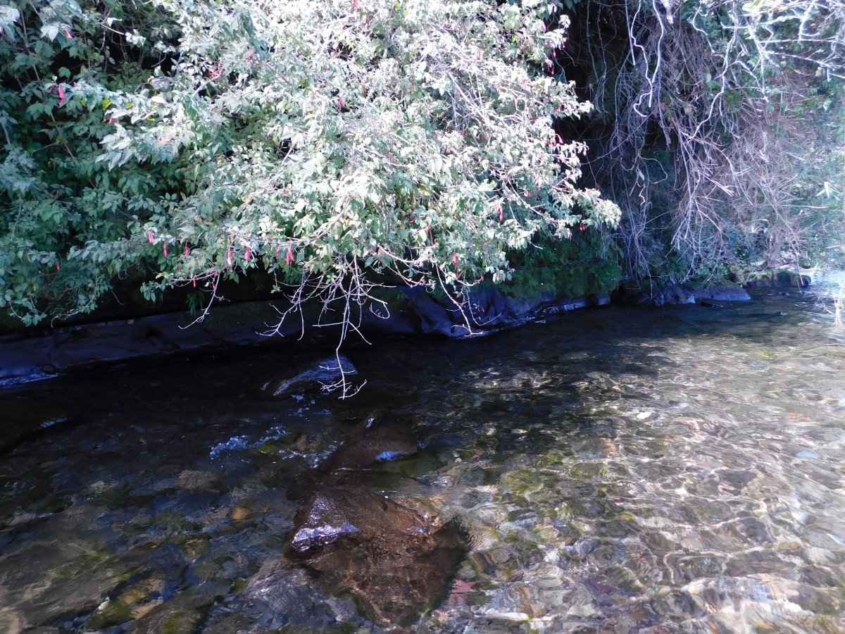 Lago colico 1