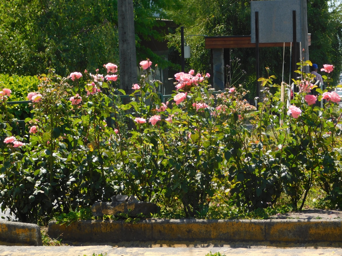 Jardines a la pasa del camino 