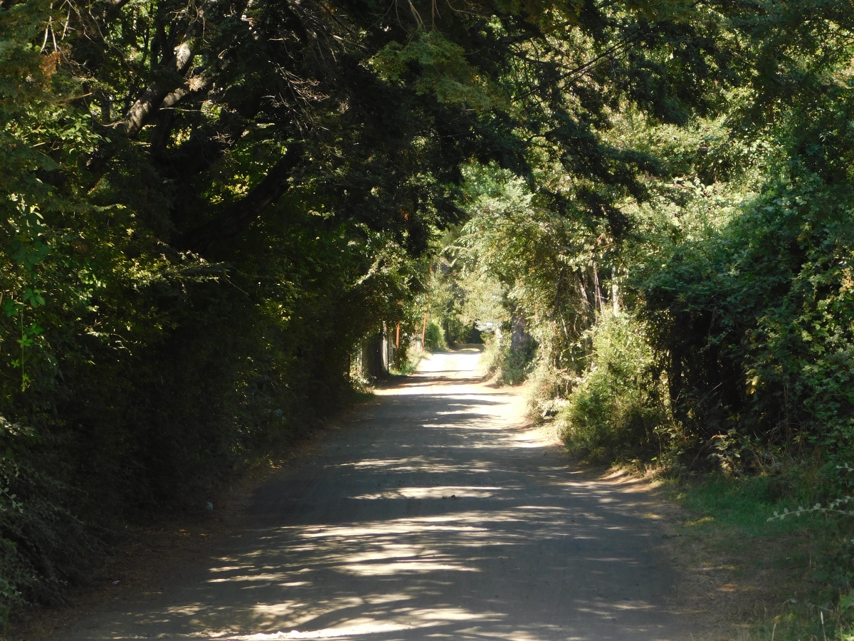 Al fondo del camino est el campamento 