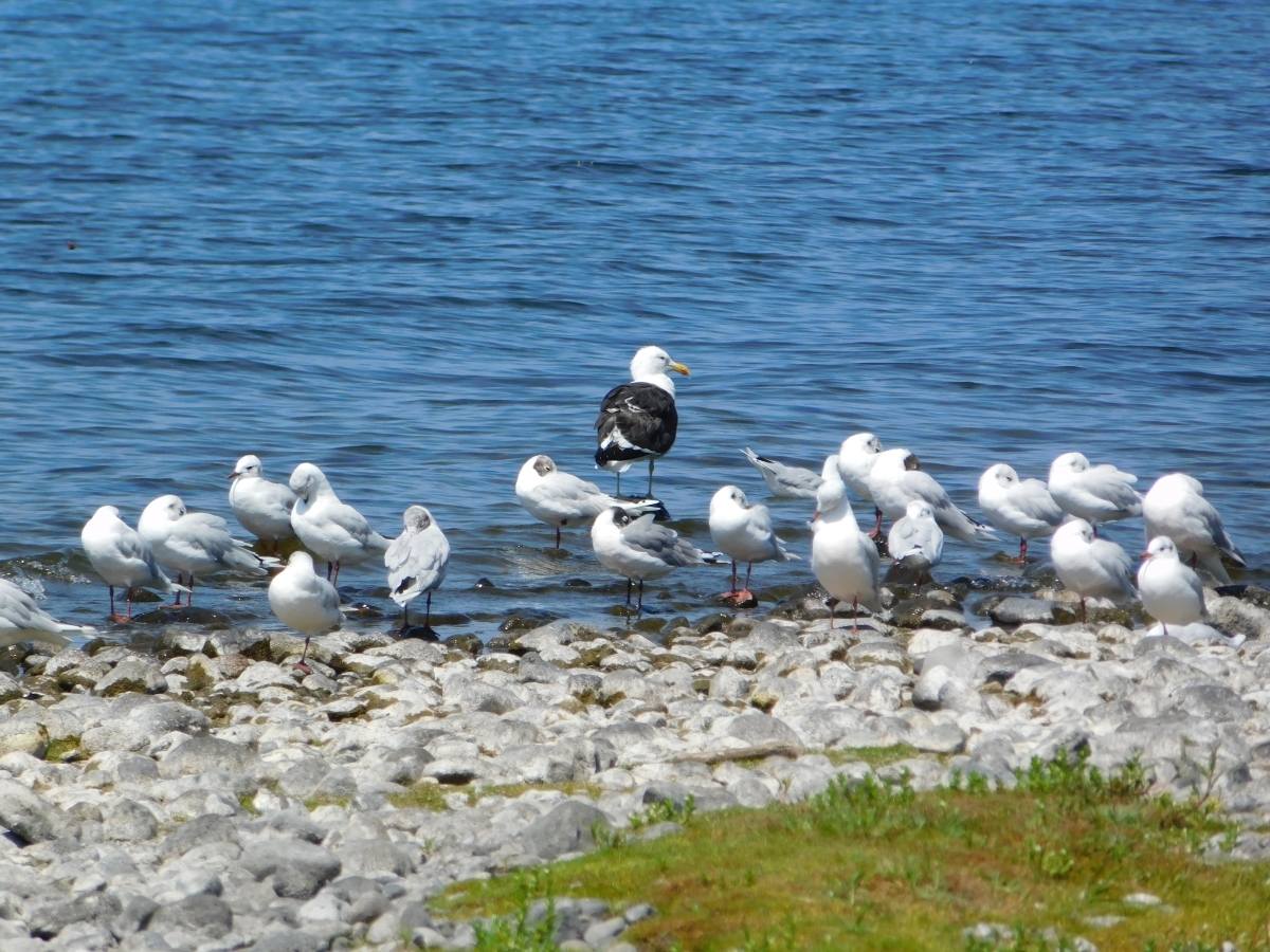 A orillas del lago 2