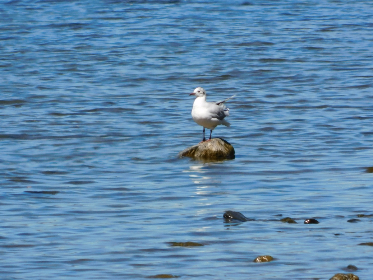 Lago licanray 