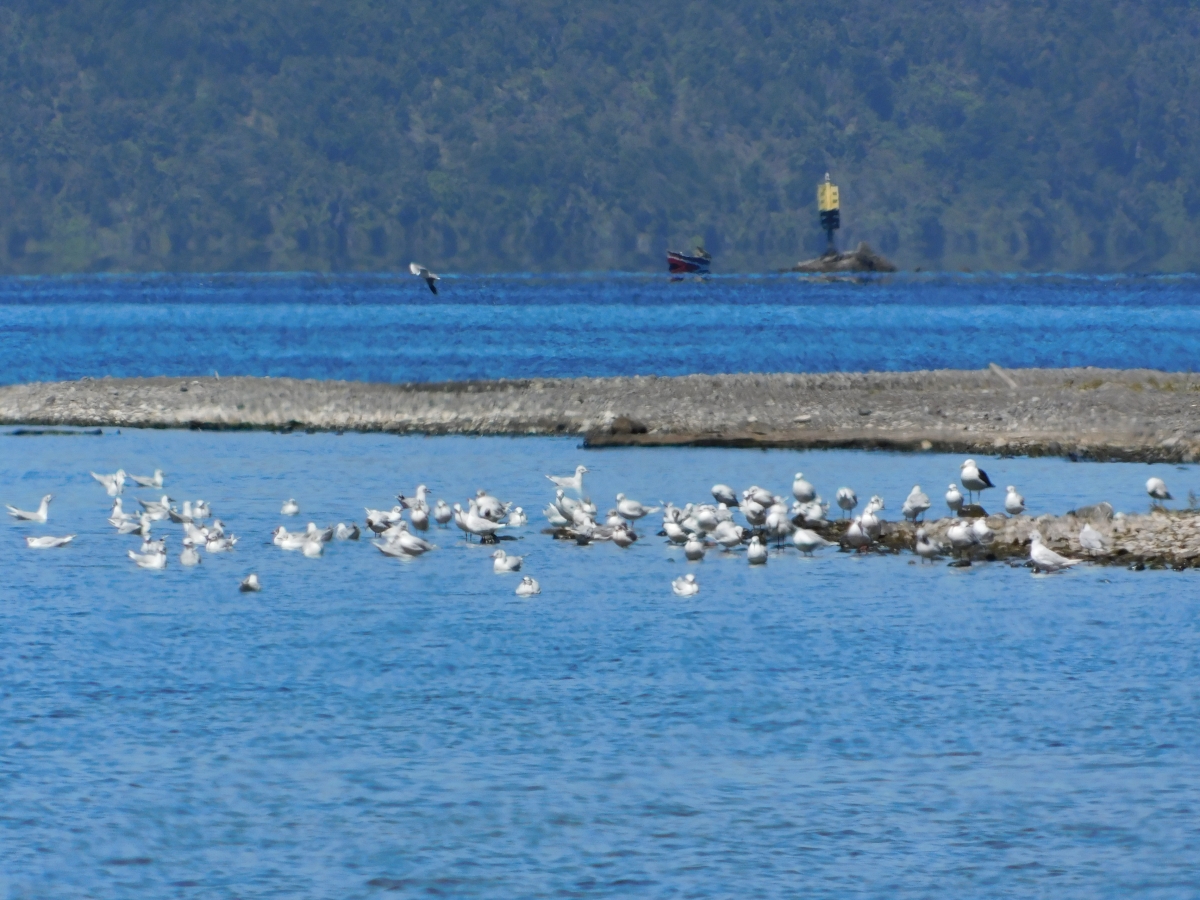 Lago licanray 