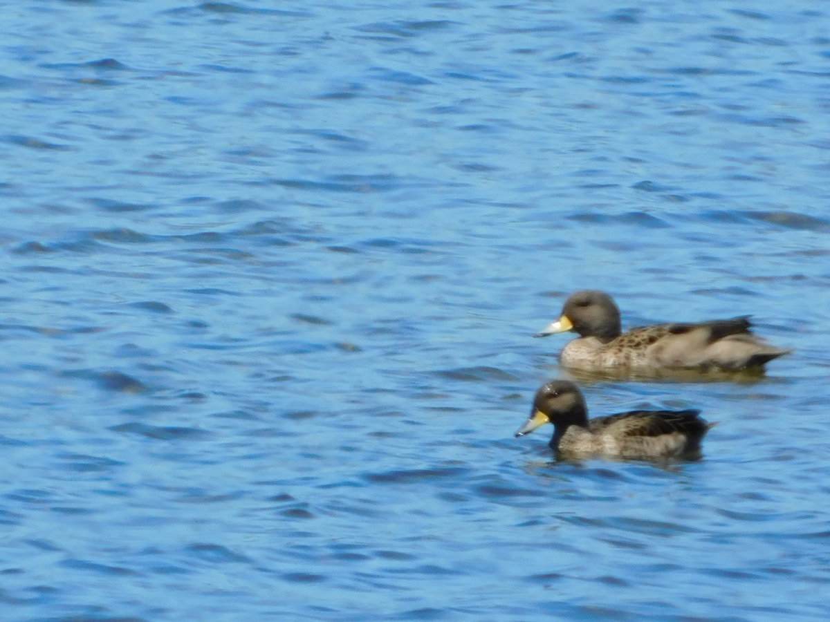 Lago licanray 3