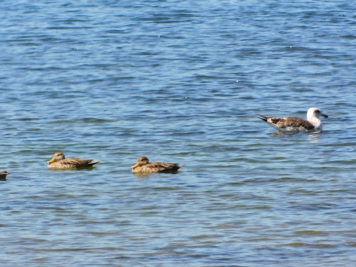 Lago licanray 2