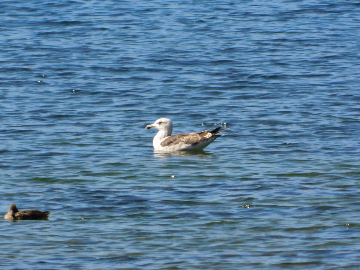 Lago licanray 3