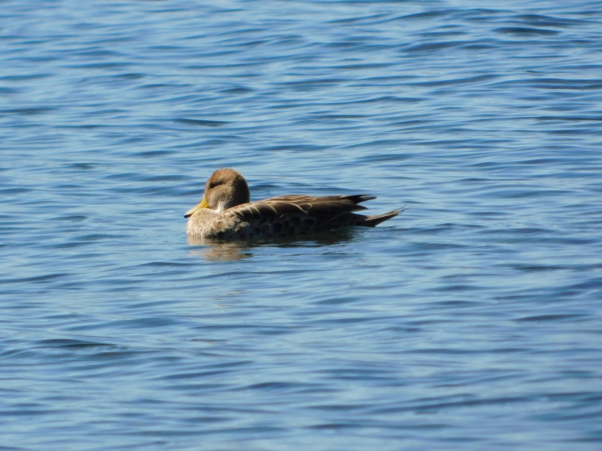 Lago licanray 3