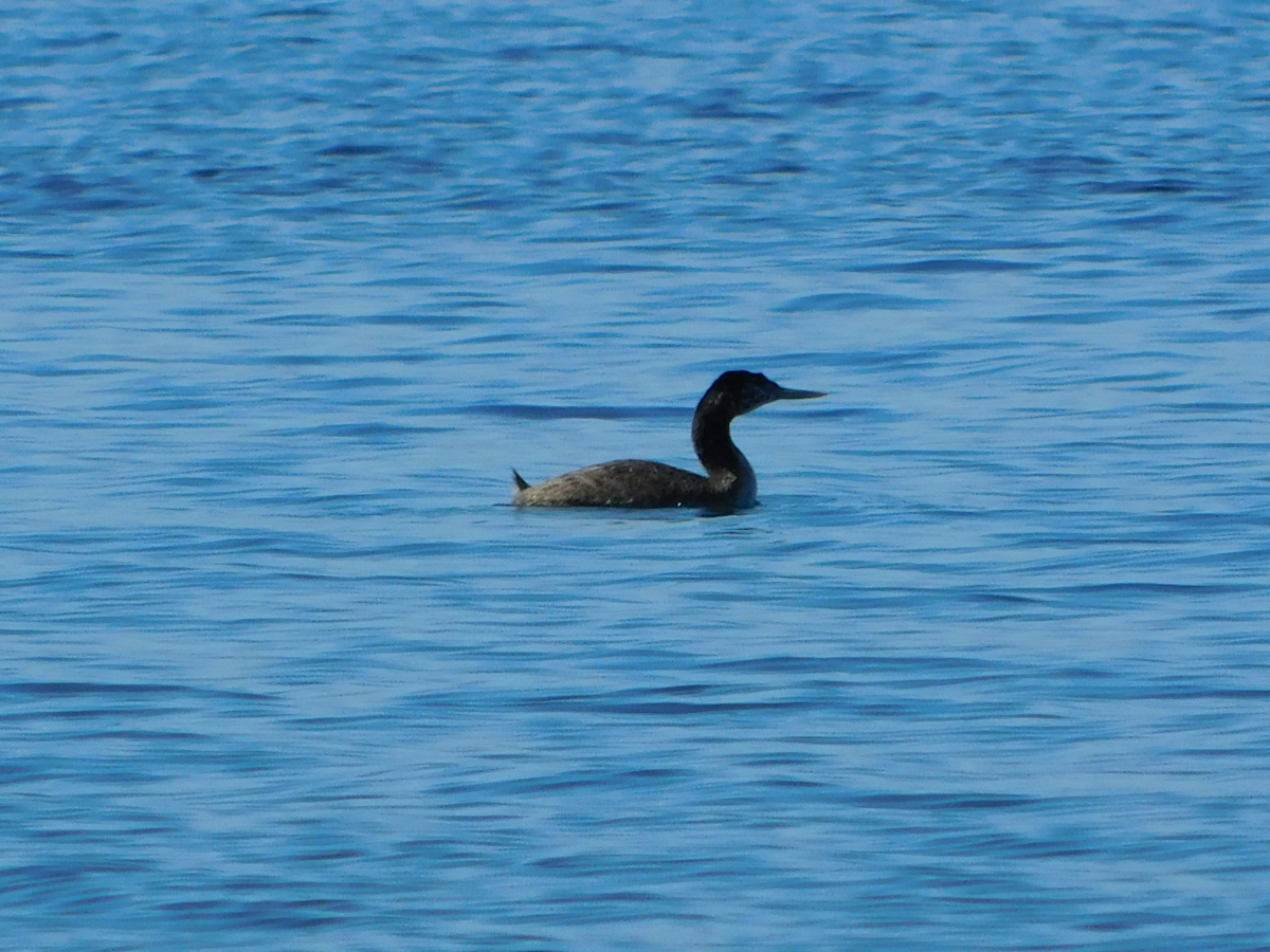 Lago licanray 1