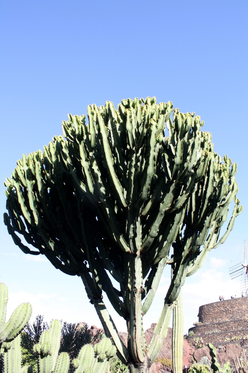 Cactus arborescente