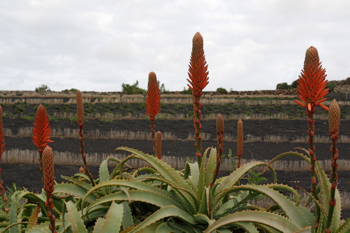  Plantas de Aloe en plenafloracin