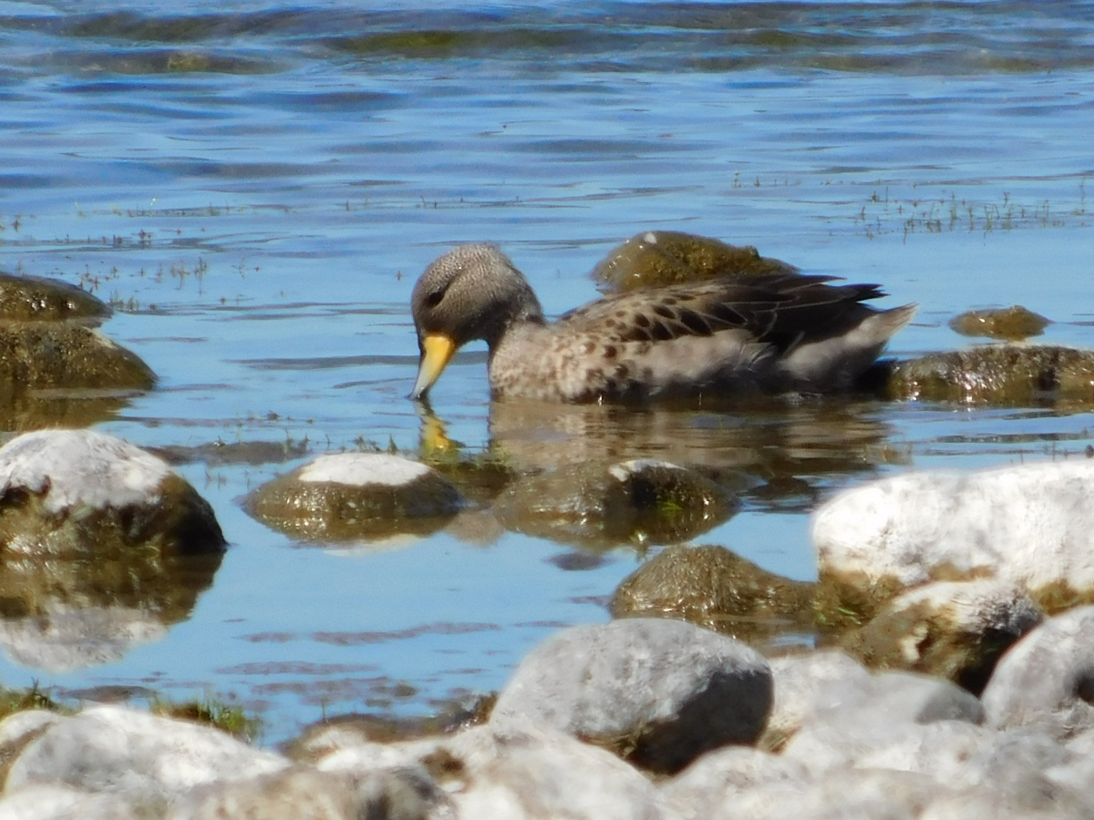 Lago licanray 3