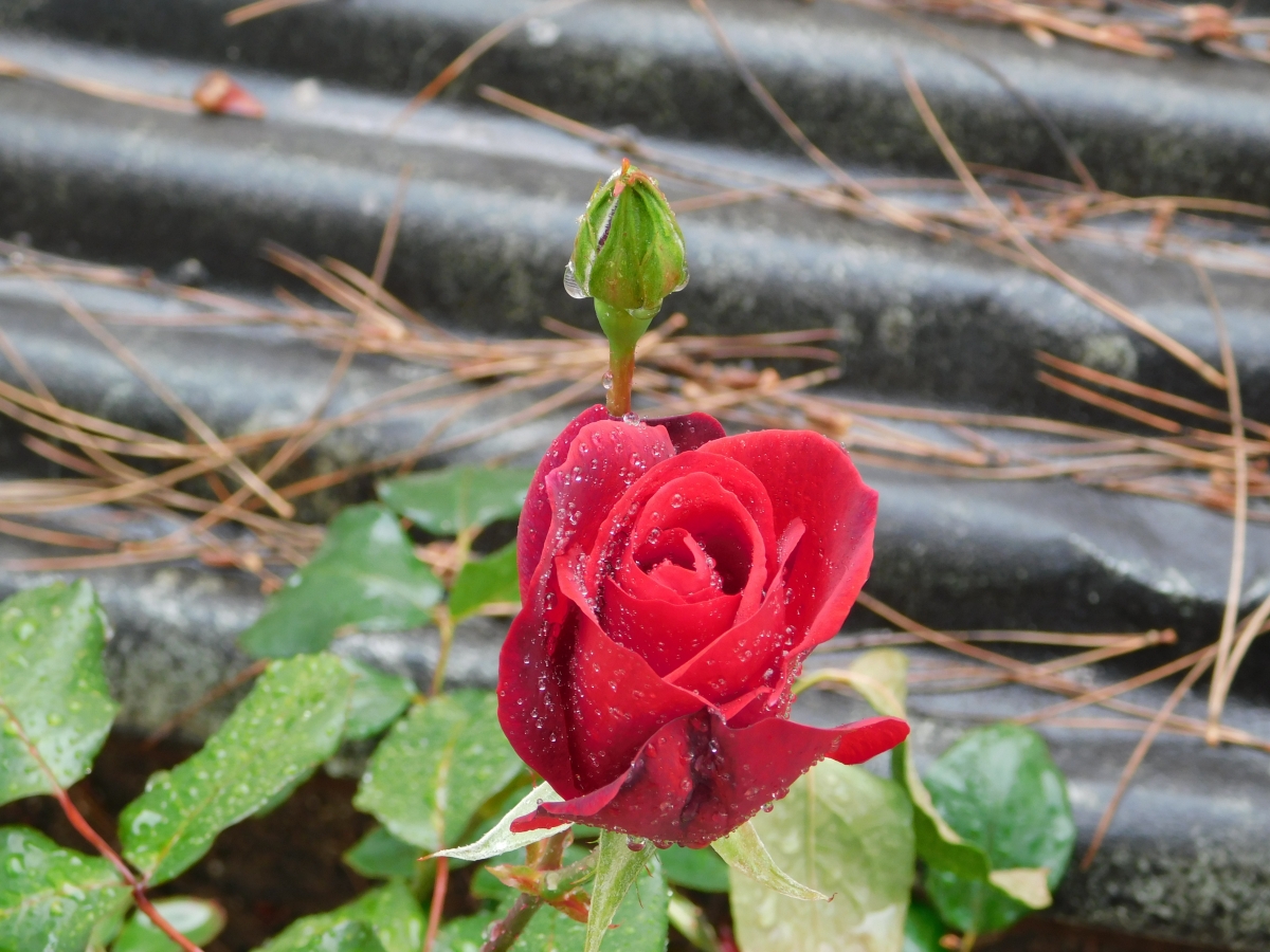 Rosa roja