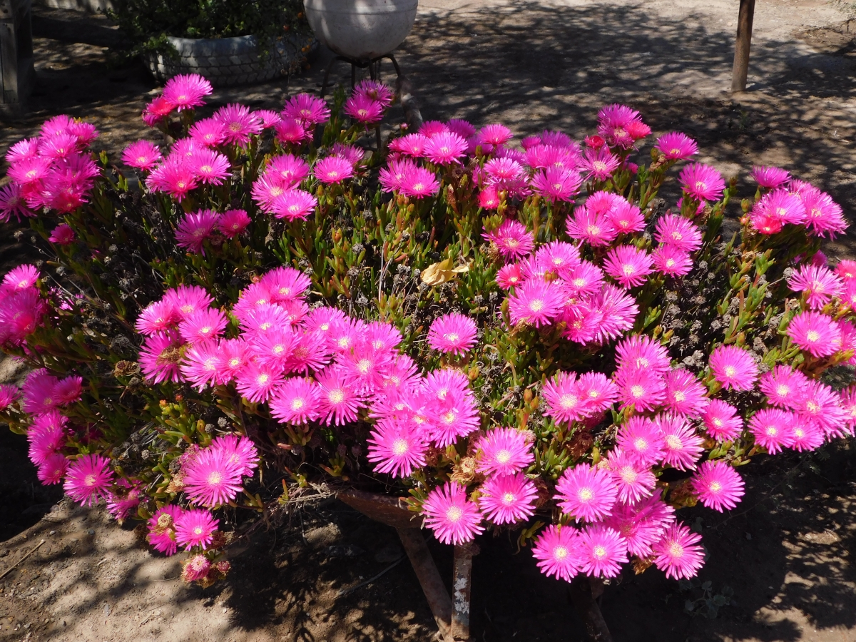 Parcela y sus flores 