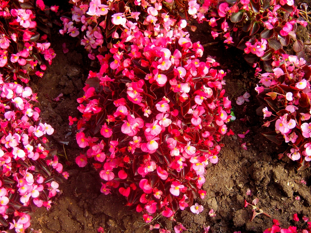 Sector reloj de flores 3