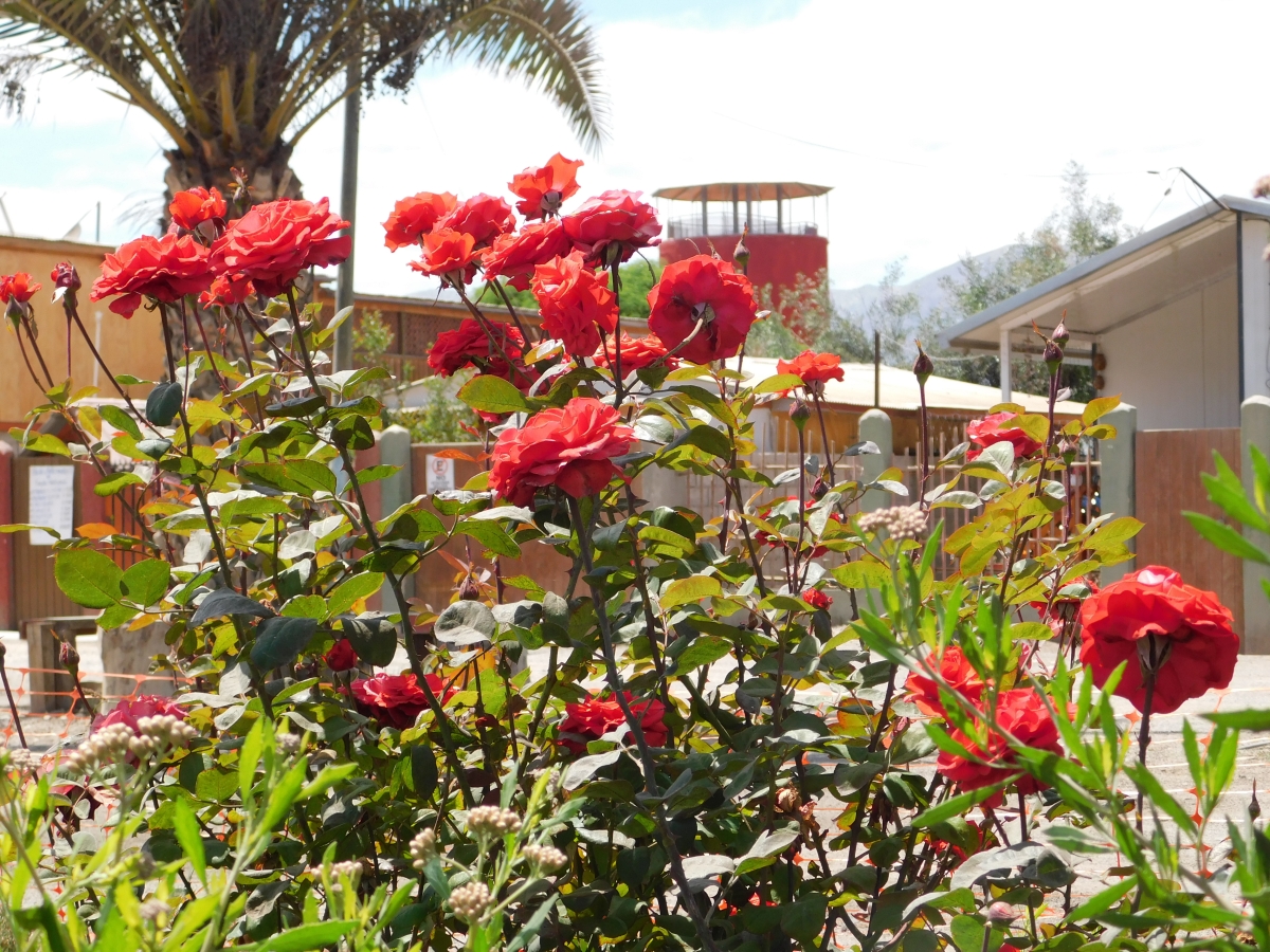 La plaza y sus jardines 1