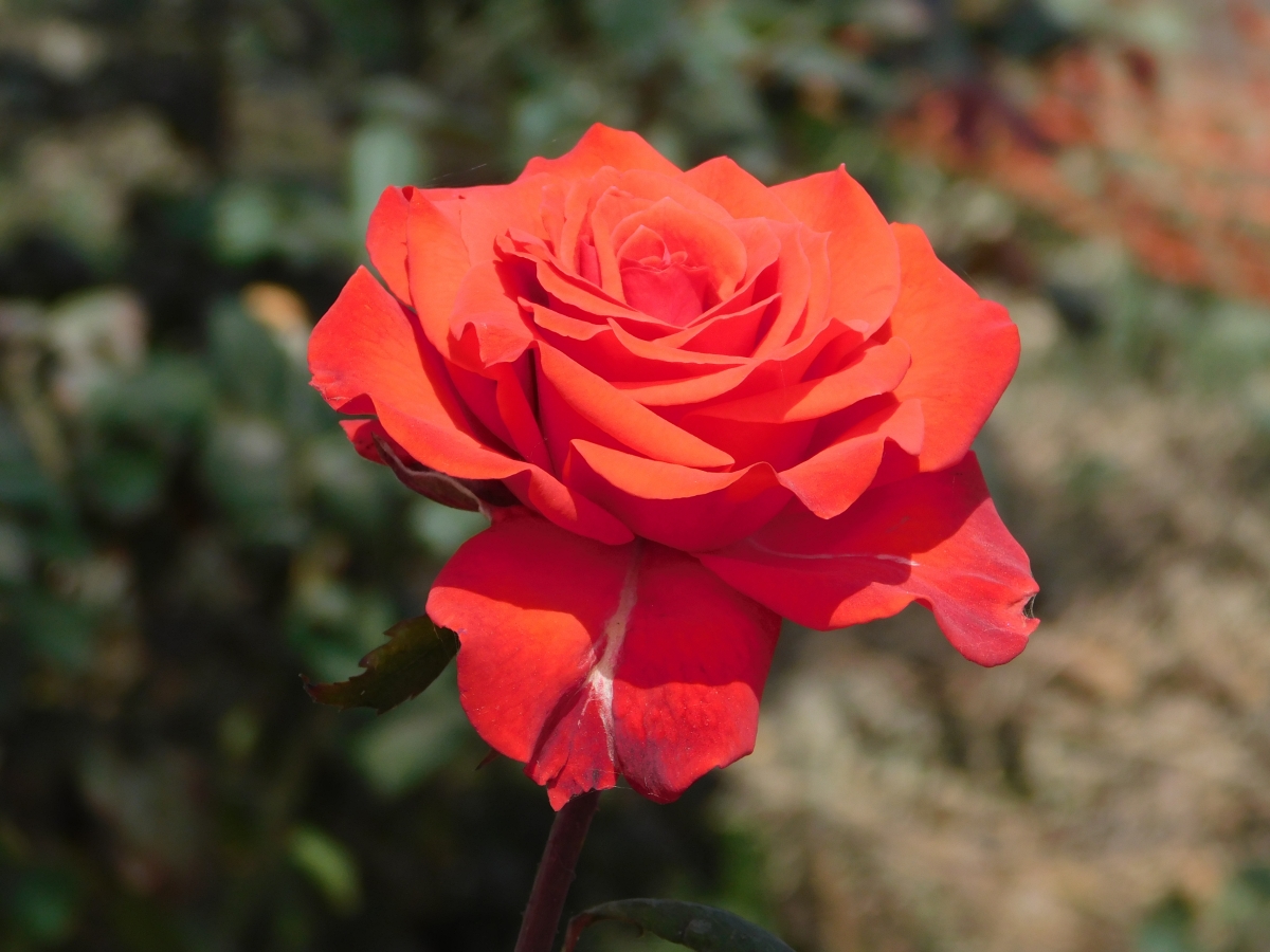 Una hermosa rosa roja