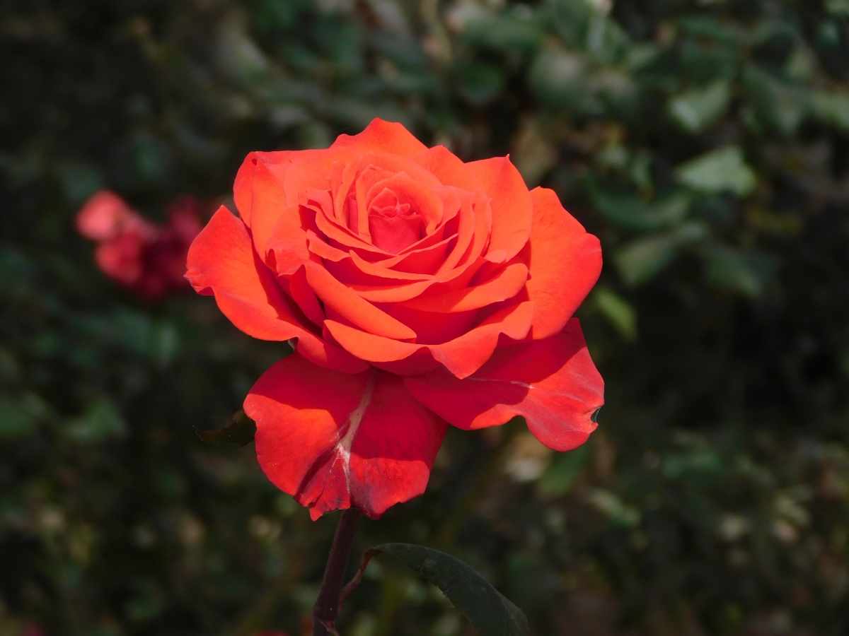 Hermosa rosa roja