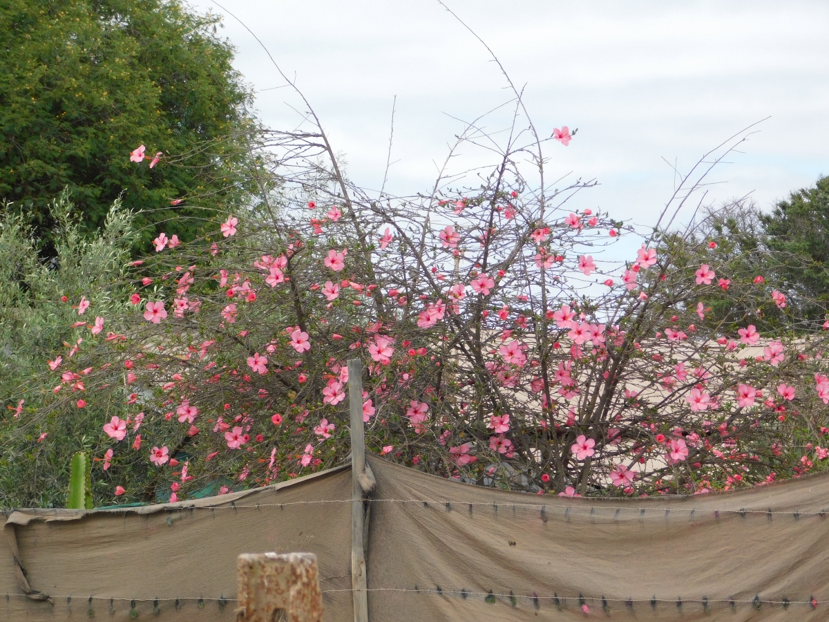 Montones de Hibiscos 