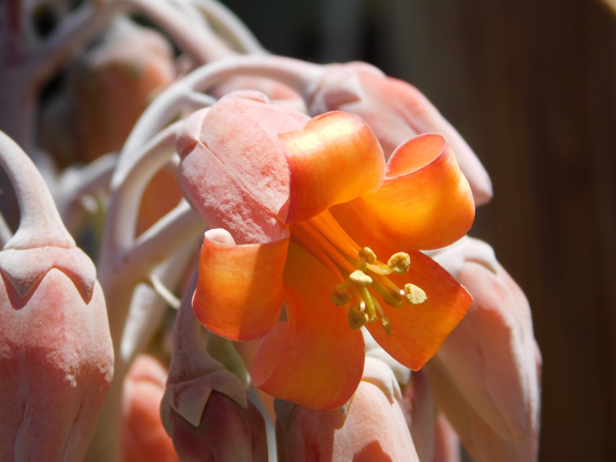 Flores de la parcela 1