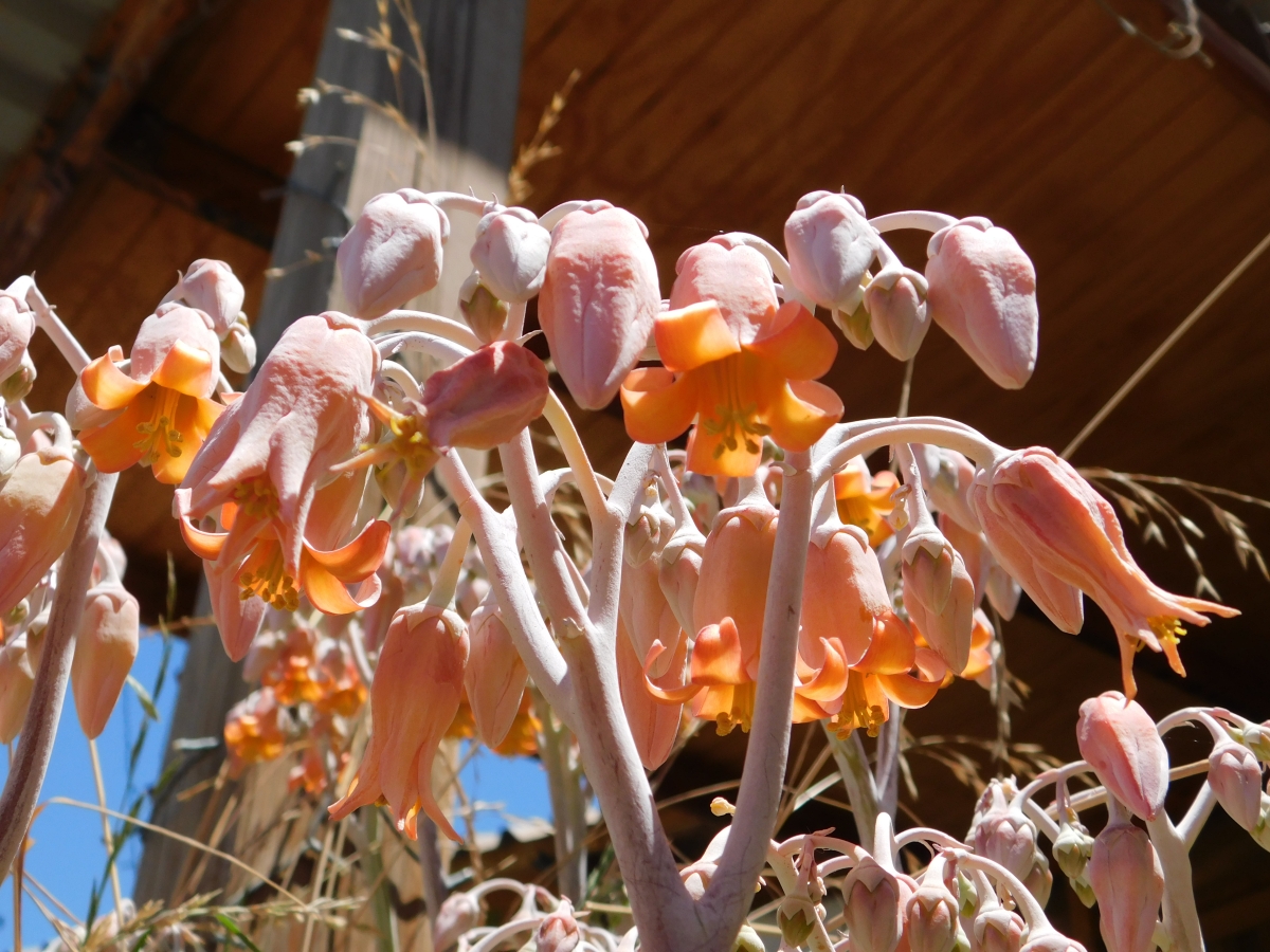 Flores de la parcela 2