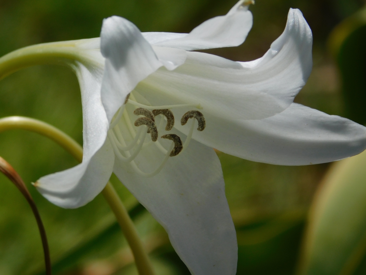 Blanca y radiante 