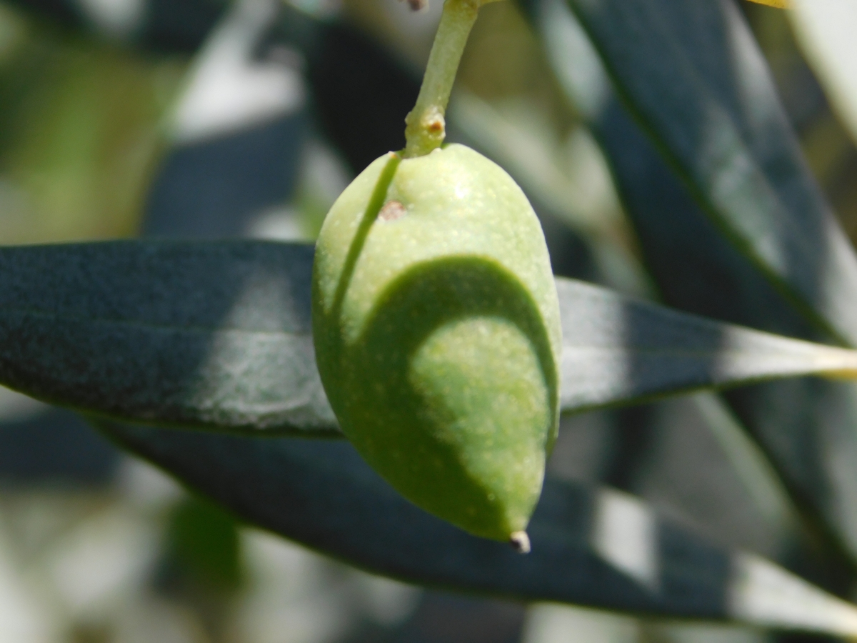 Fruto en formacin 