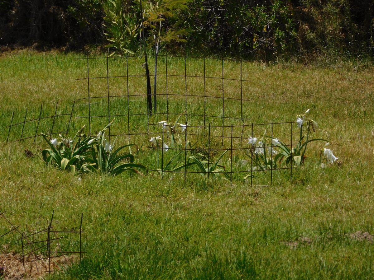 Flores del jardn 