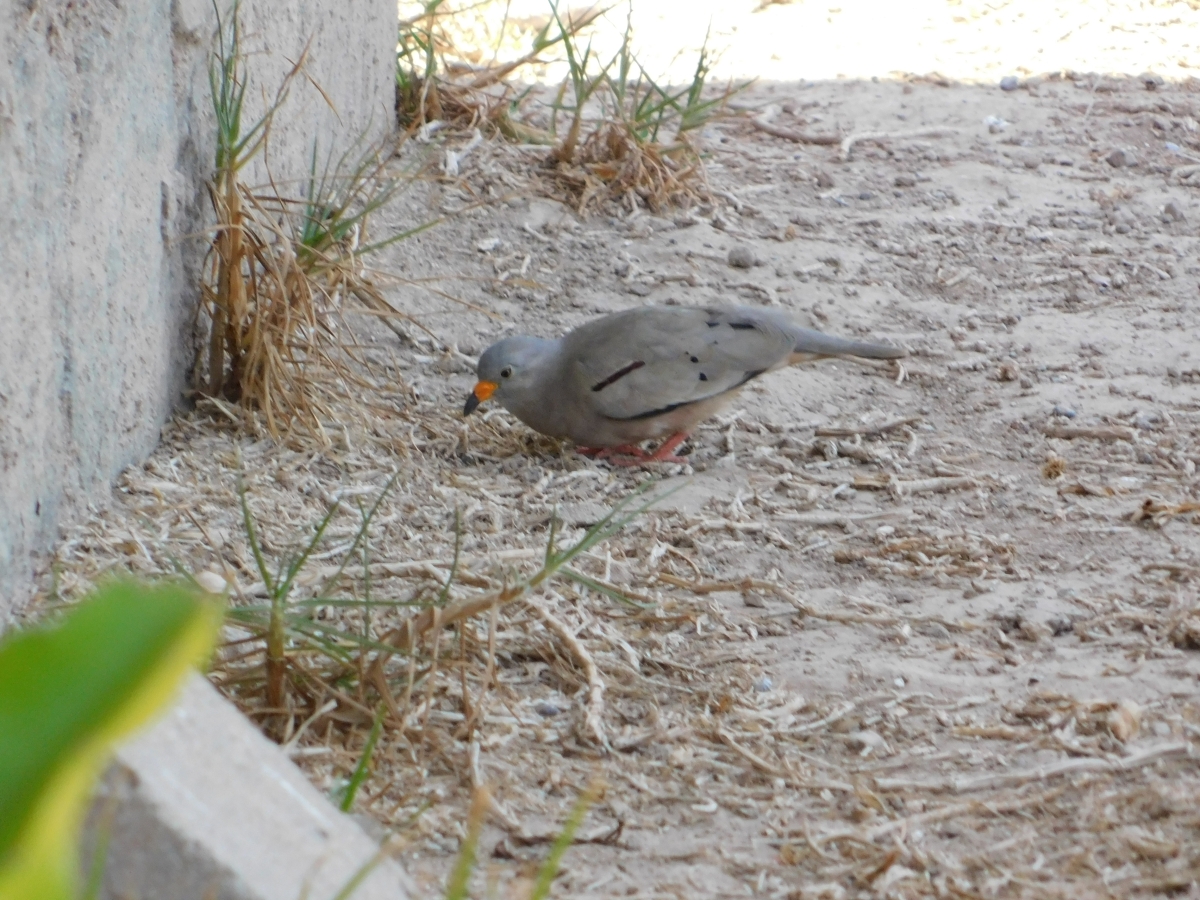 Buscando m comida 