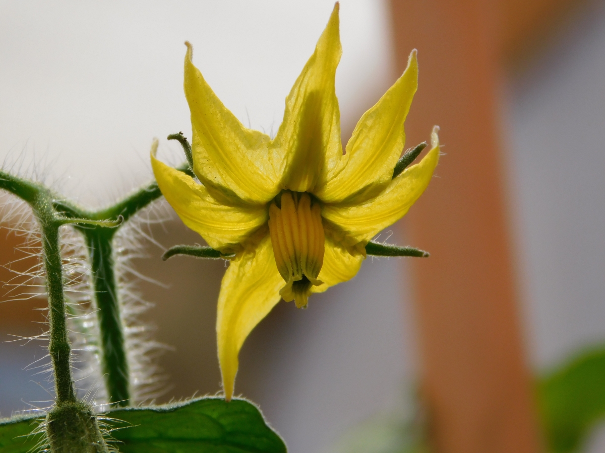 Flor del tomate