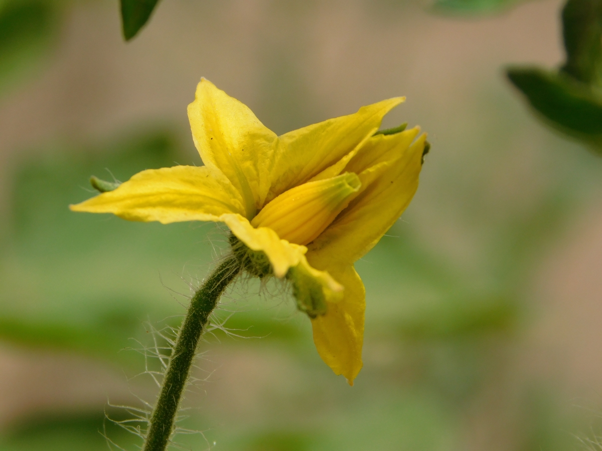 Flor del tomate 1