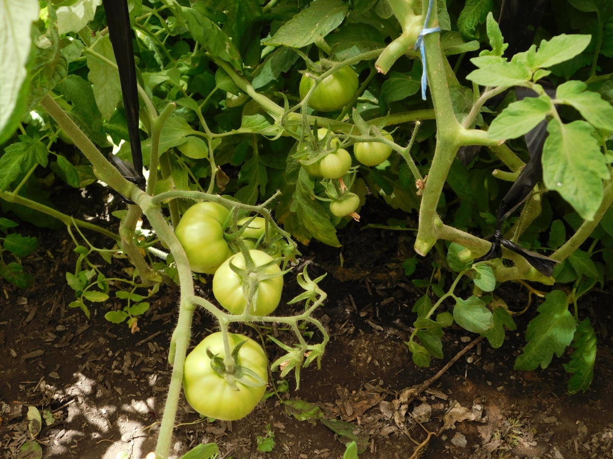 Mata de tomates 