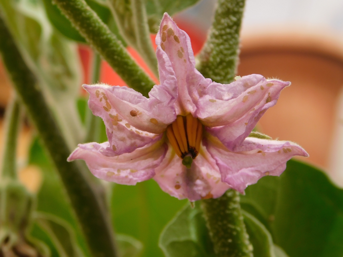 Flor del tomate