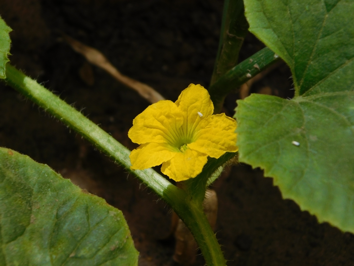 Flor del meln 