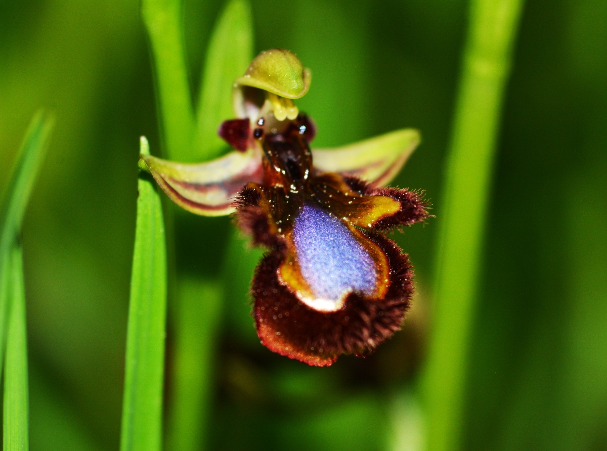 Orquidea  espejo de venus