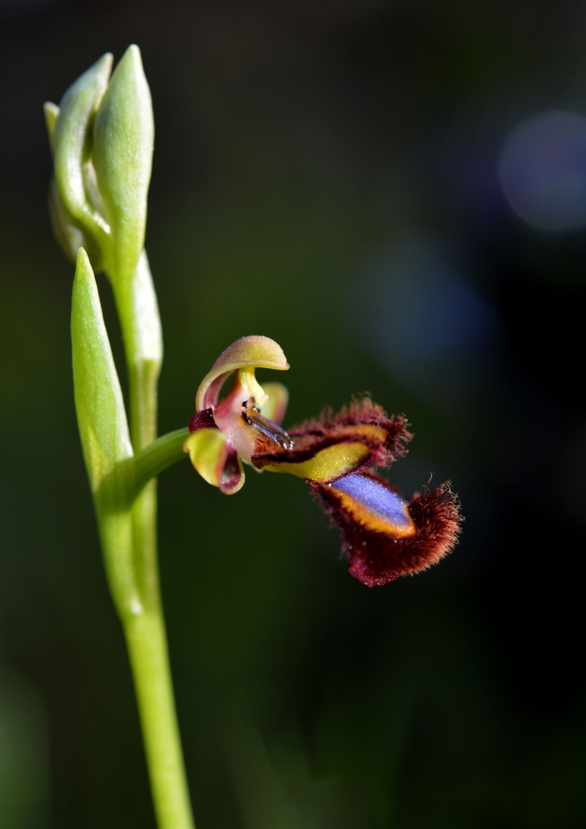 Orquidea  espejo de venus 2