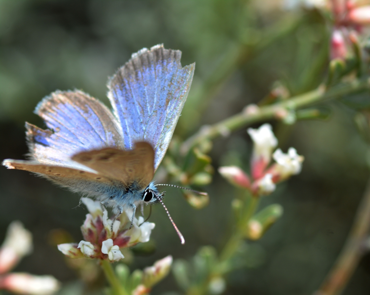 Mariposa