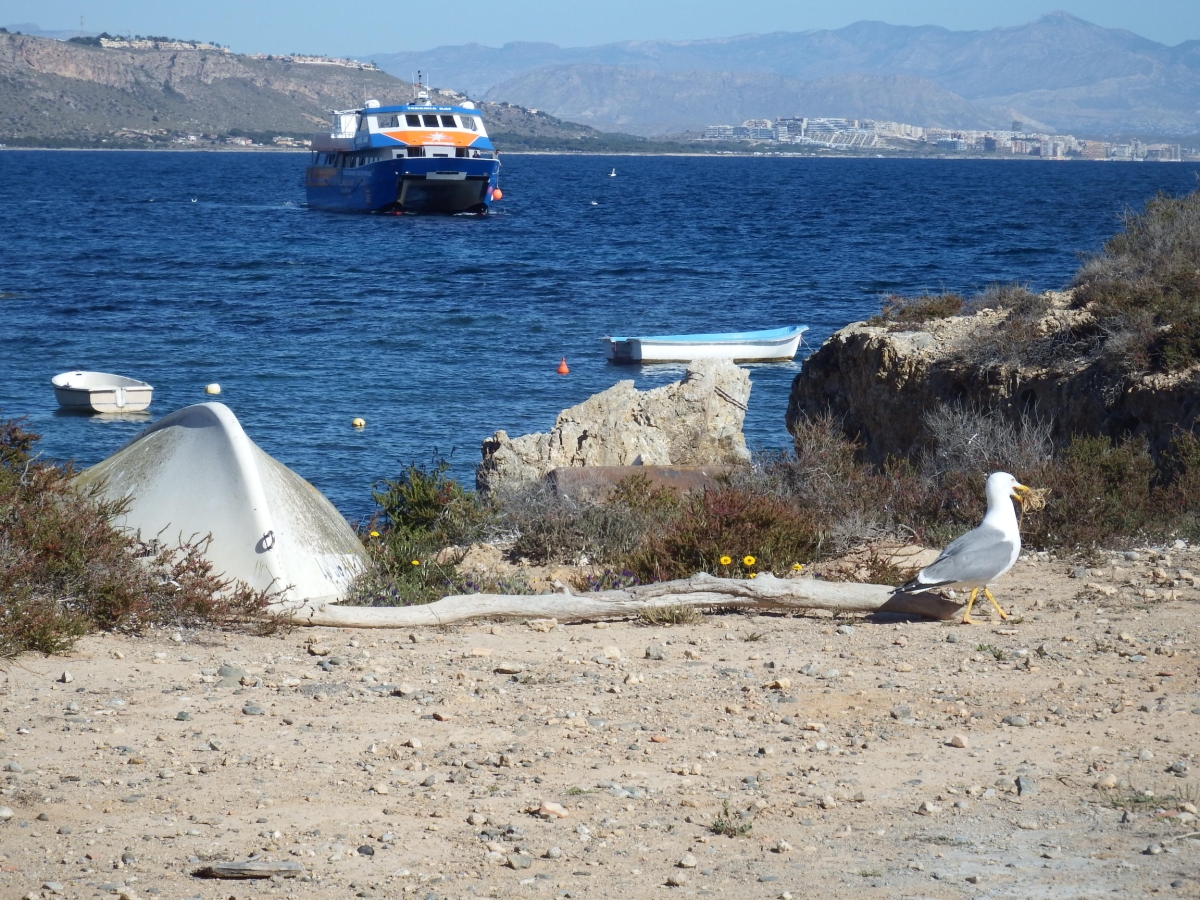 Esta gaviota se pasea por la costa de Tabarca