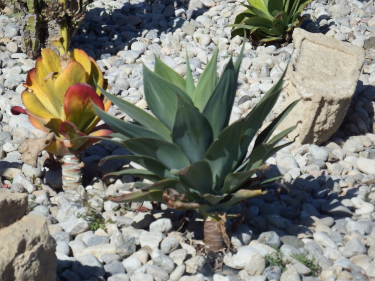 Plantaciones de plantas xerofiticas