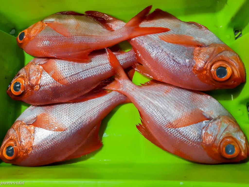 MERCAT DEL PEIX SANTIAGO DE COMPOSTELA