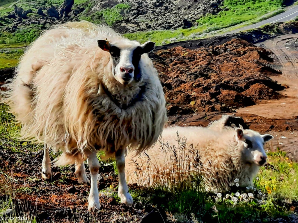 PAREJA DE CORDEROS