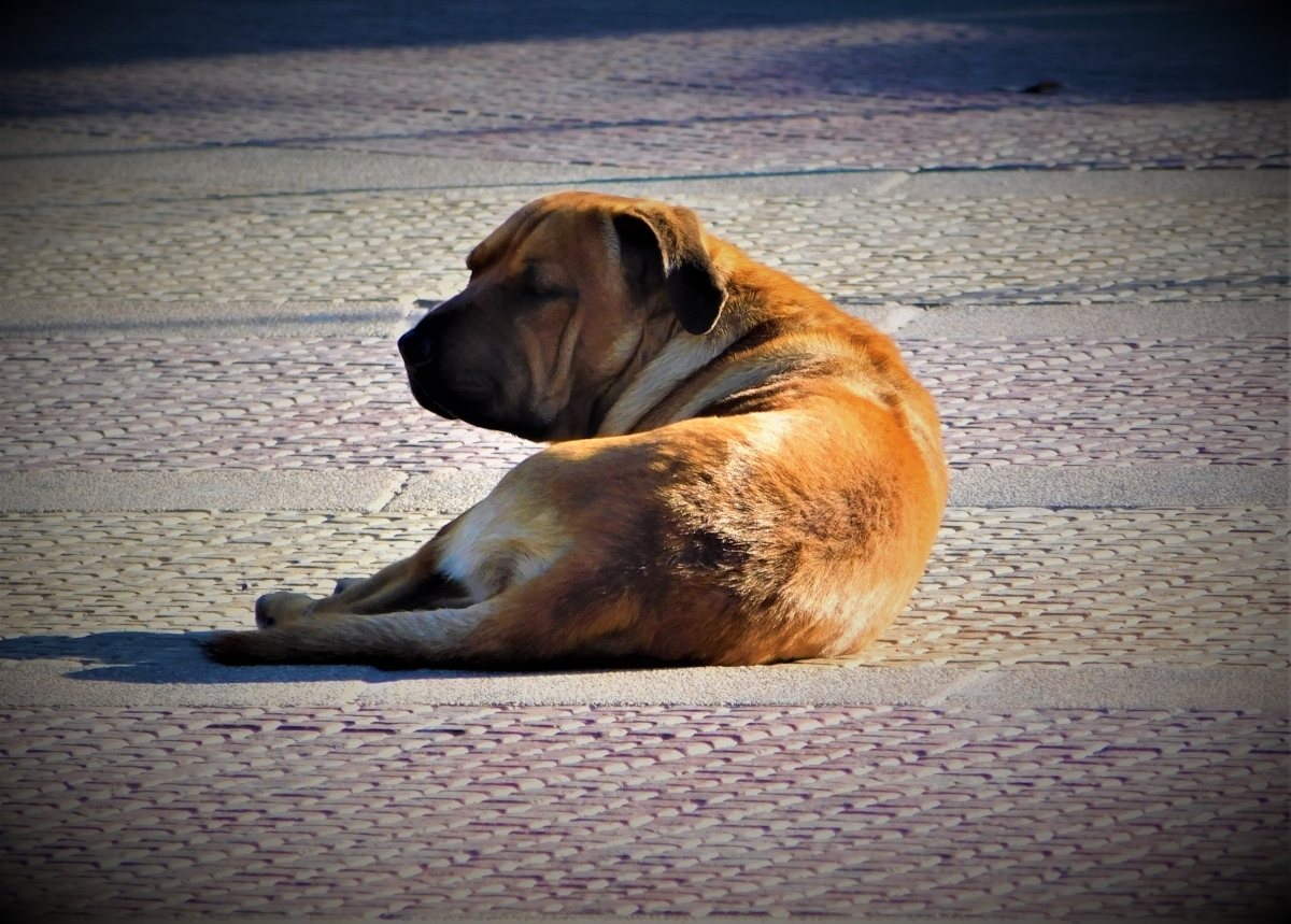 La vida de perro 