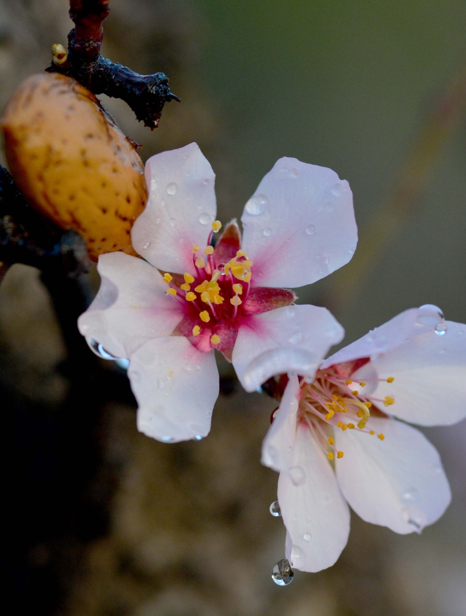 Flor de almendro 2