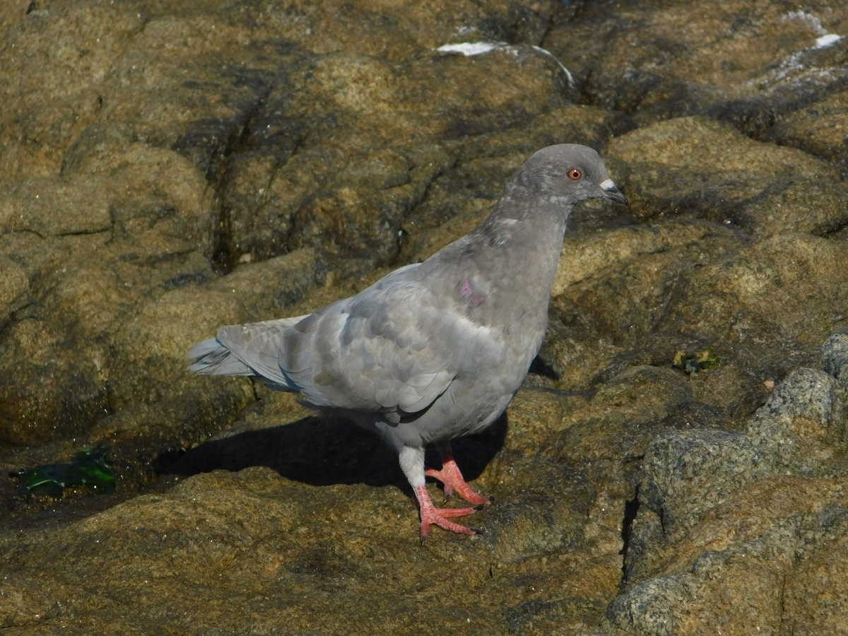 M puerto querido 2