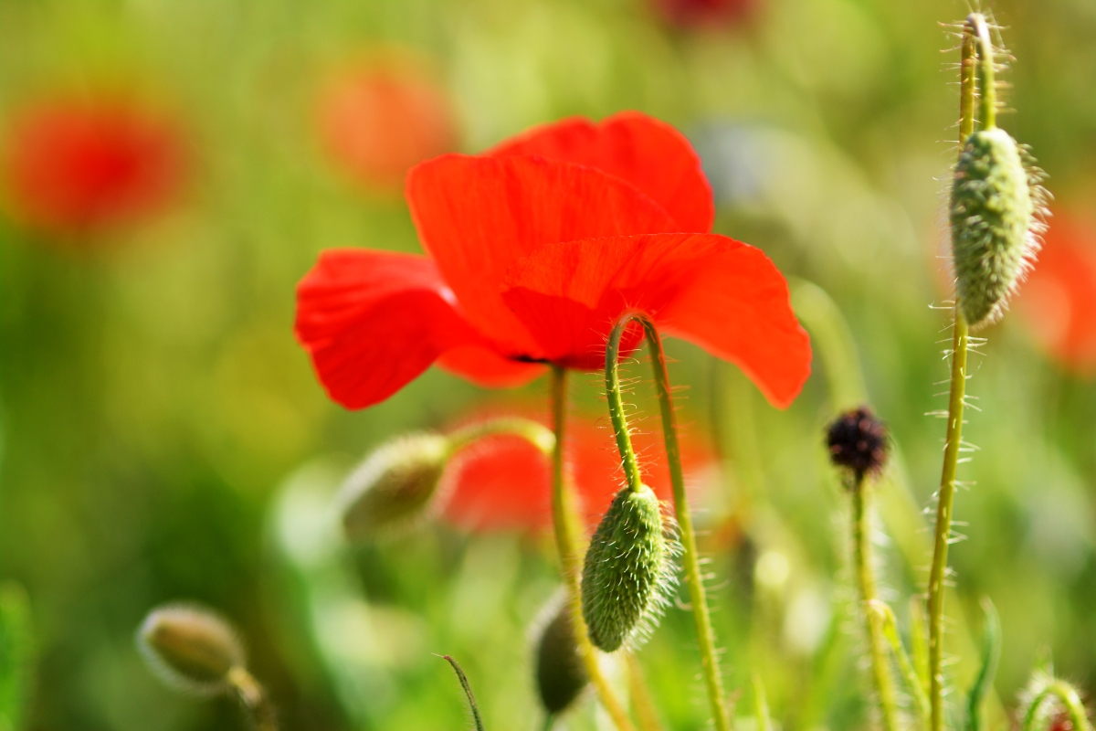 Amapolas en Caravaca de la Cruz, Murcia