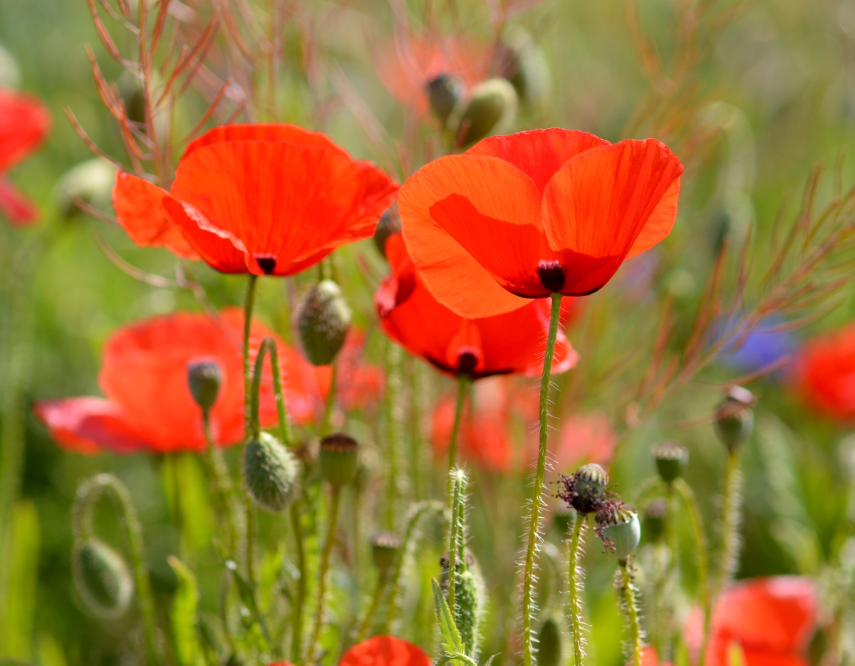 Amapolas en Caravaca-Murcia. 2