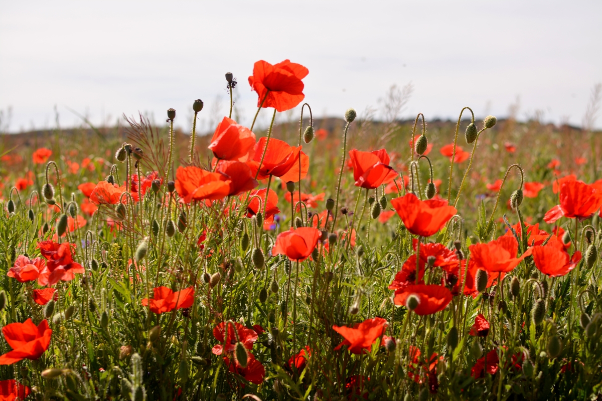 Amapolas en Caravaca-Murcia. 3