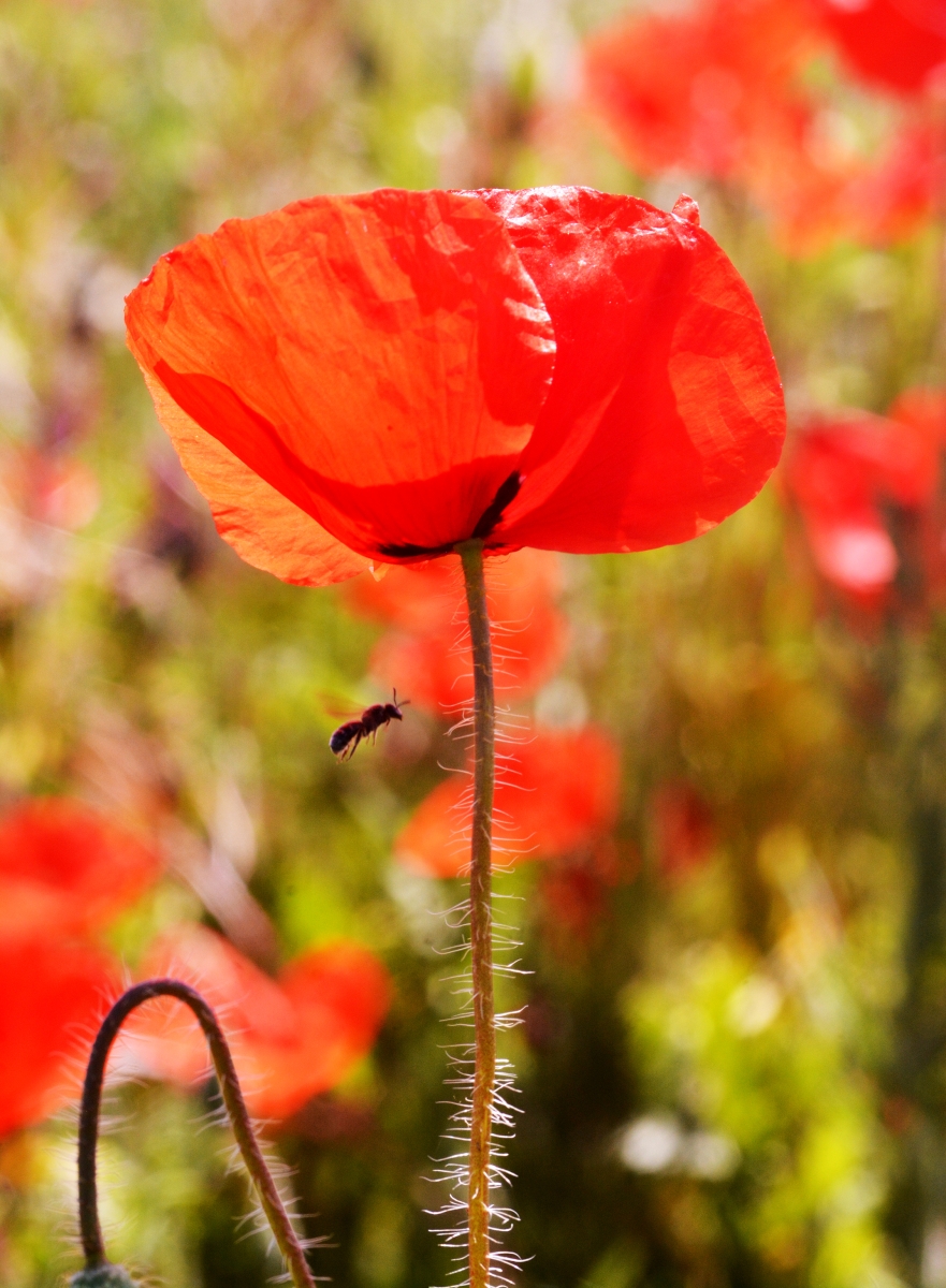 Amapolas en Caravaca-Murcia. 4