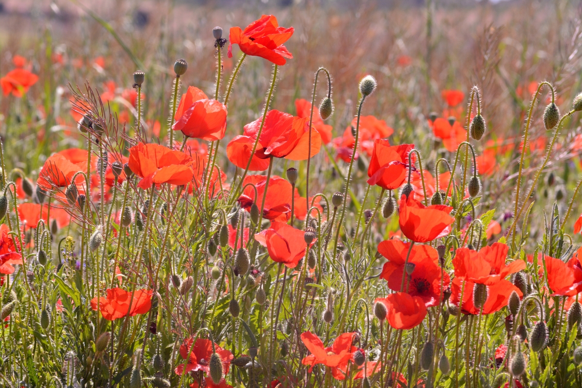 Amapolas en Caravaca 5