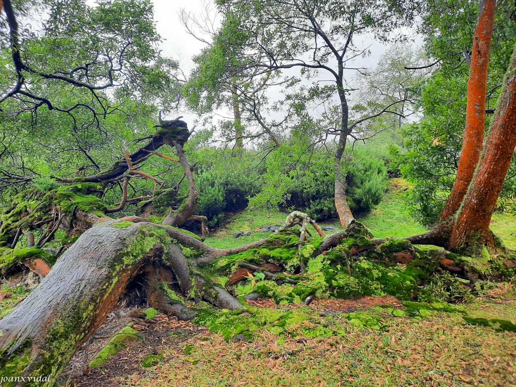 bosque de la lagoa das furnas